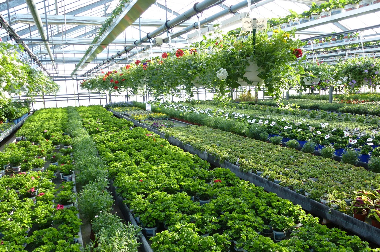 Gärtnerei Schliephake - Beet- und Balkonpflanzen
