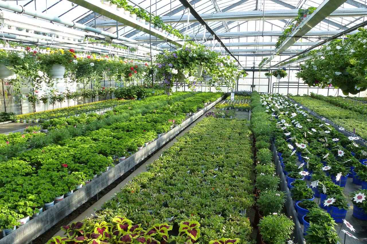 Gärtnerei Schliephake - Beet- und Balkonpflanzen