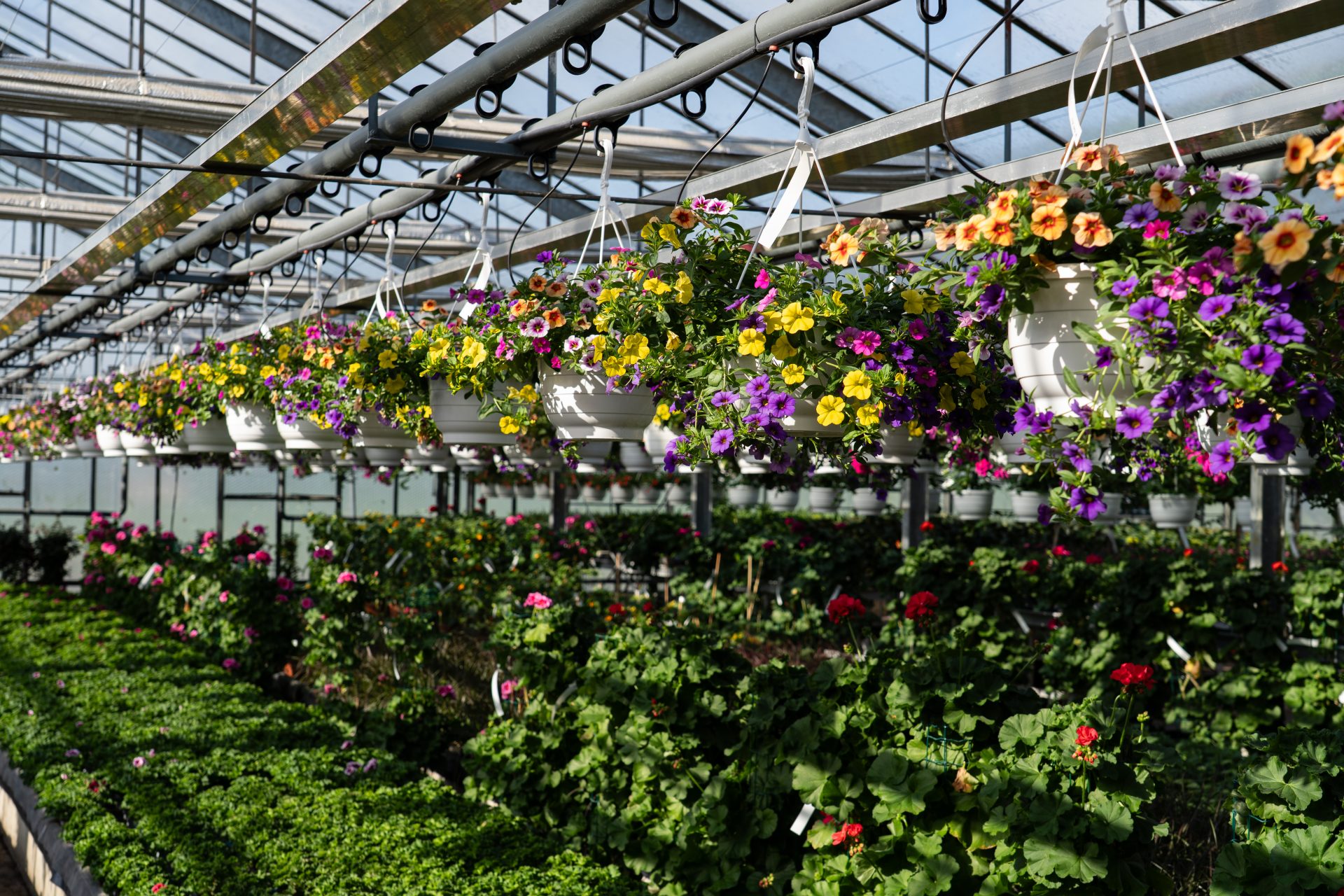 Hängende Blumen im Gewächshaus