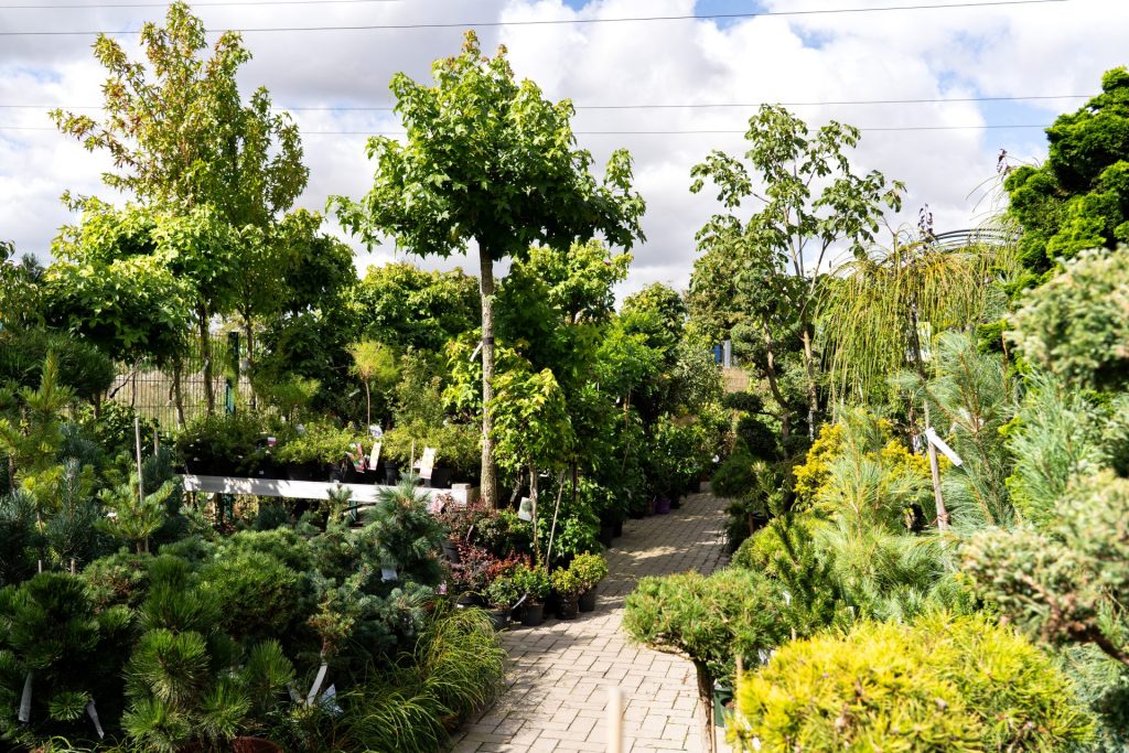 Pflanzenmarkt mit vielen Bäumen