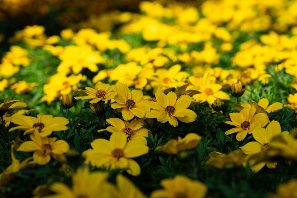Gelbe Blumen in voller Blüte
