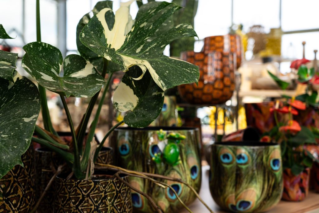 Topfpflanze mit bunten Töpfen