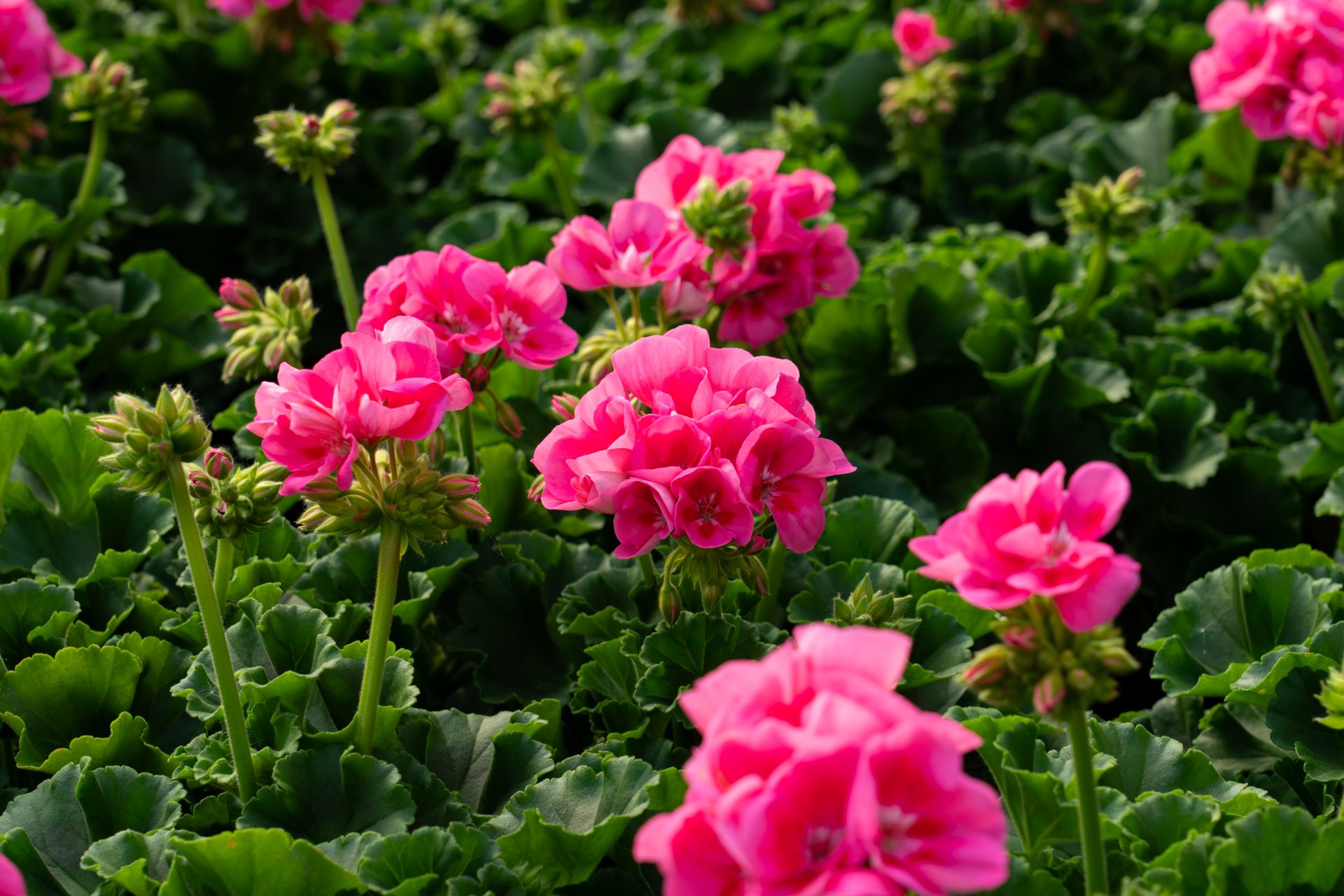 Gewächshaus mit vielen Pflanzen