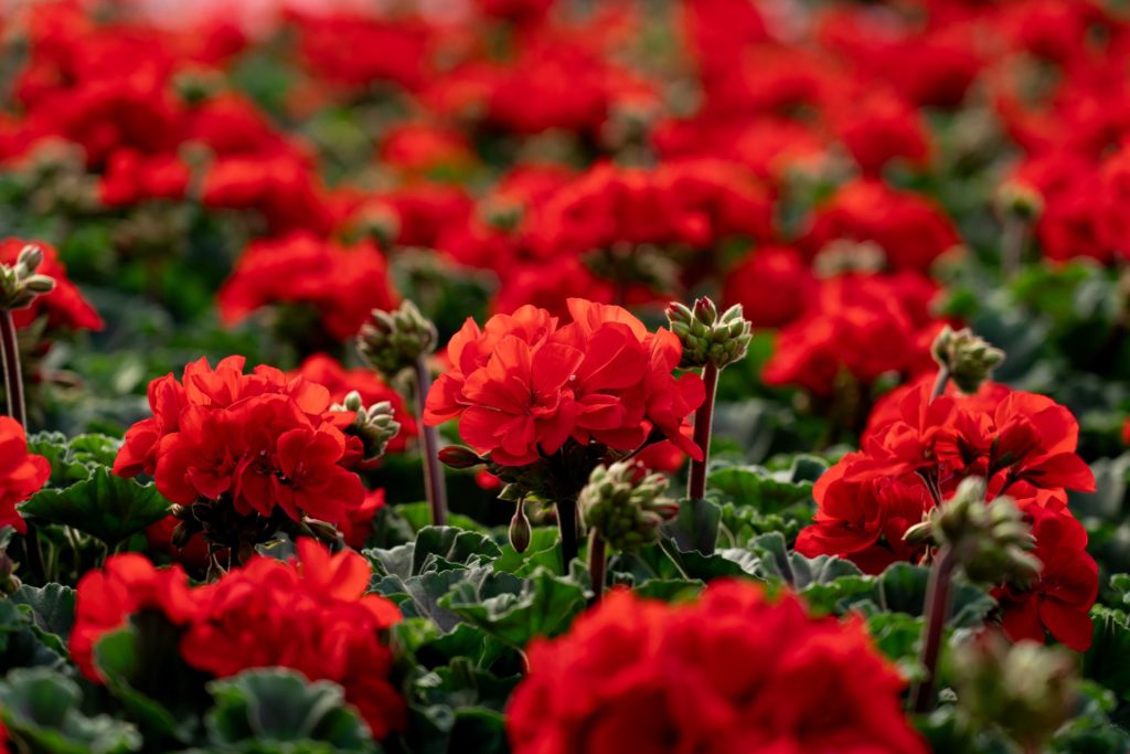 Rote Geranienblüten im Vordergrund