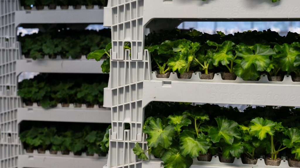 Pflanzen in Regalen stehen