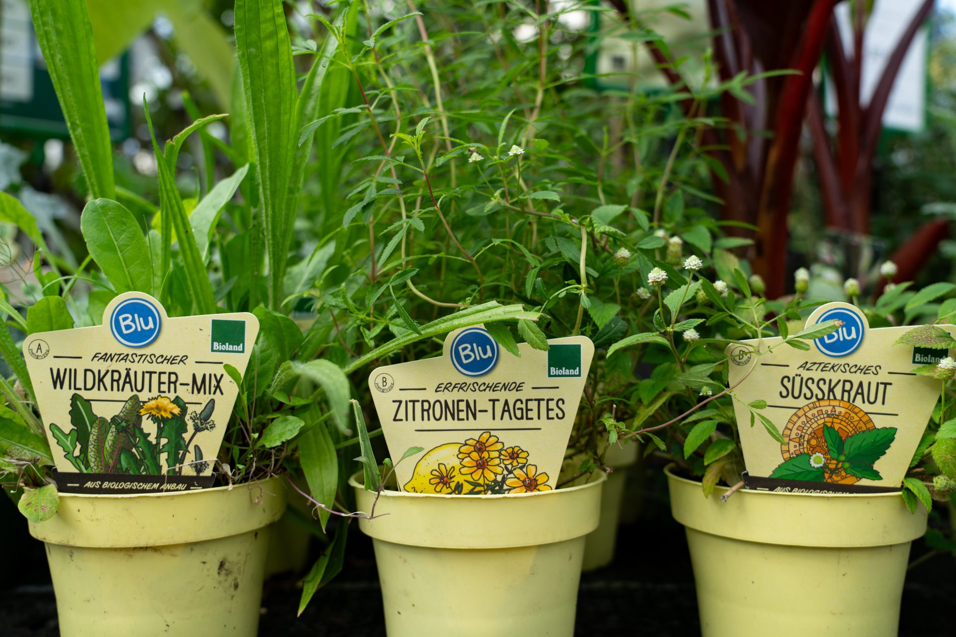 Kräutertöpfe mit Beschriftungen