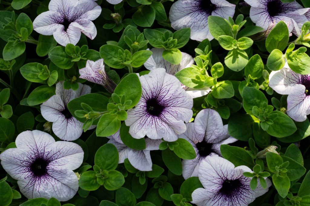 Lila und grüne Blumen pflanzen