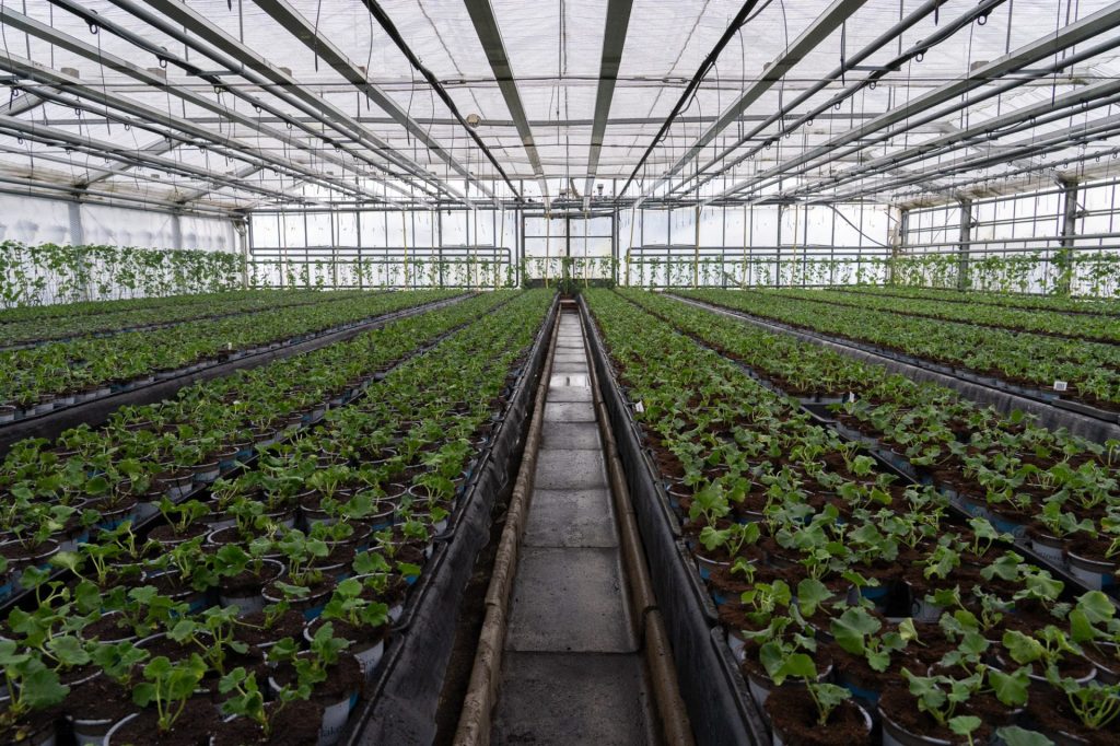 Gewächshaus mit grünen Pflanzen