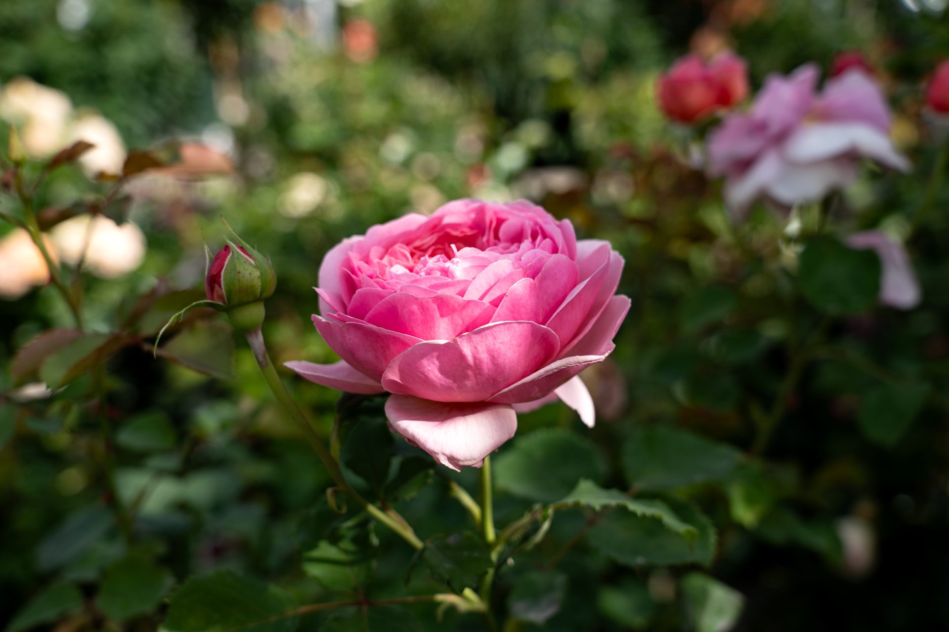 Rosa blüht in einem Garten