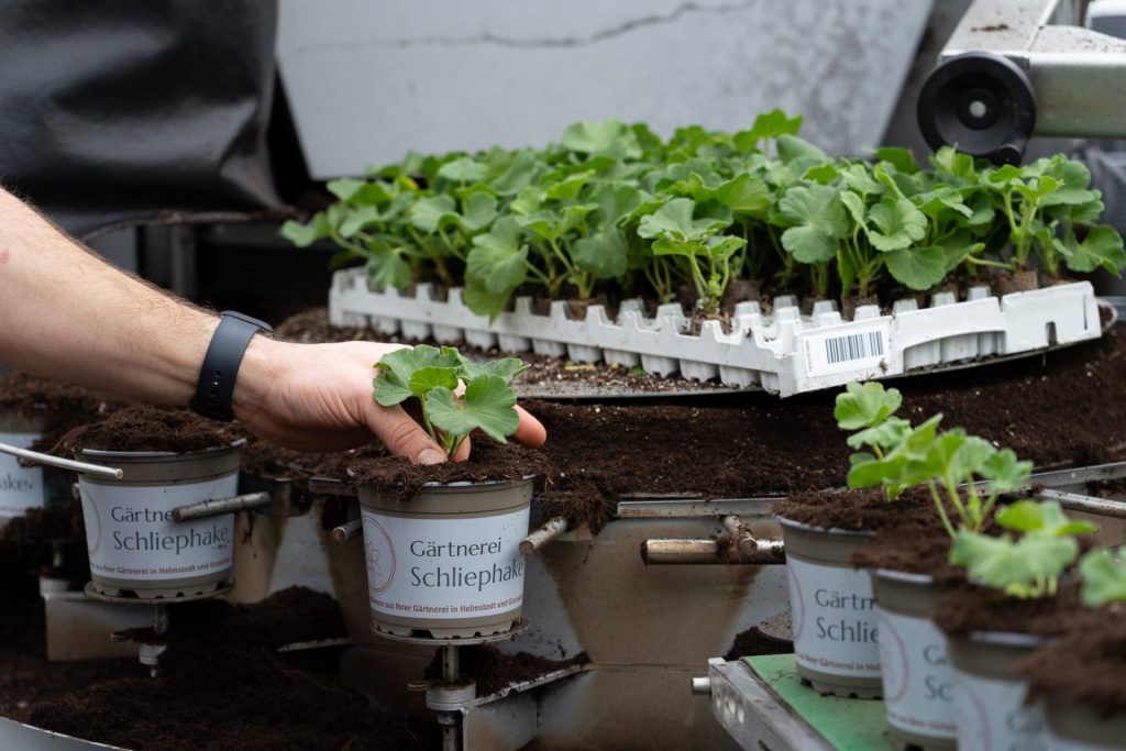 Pflanzen werden eingepflanzt