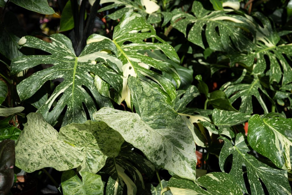 Grüne Blätter in verschiedenen Farben