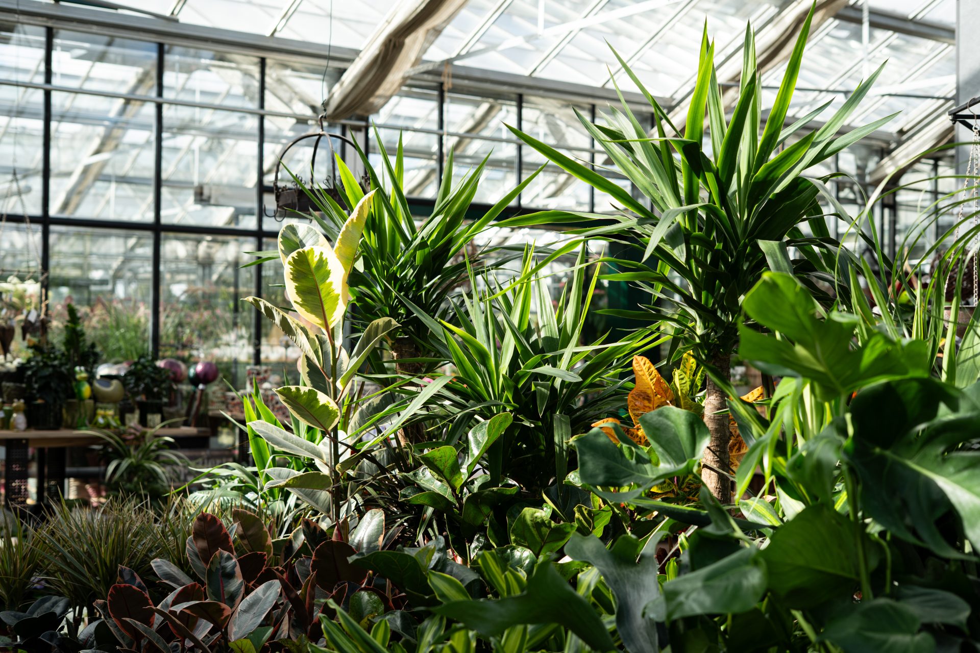 Gewächshaus mit vielen Pflanzen