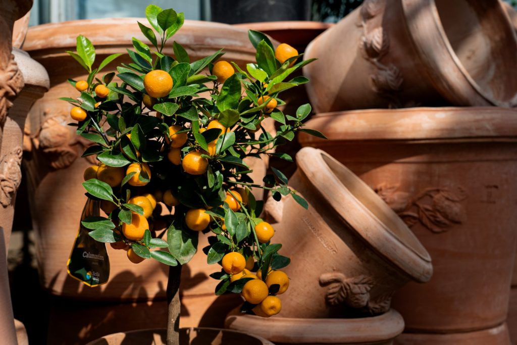 Mandarinenbaum mit Terrakottatöpfen
